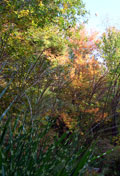 forest preservation